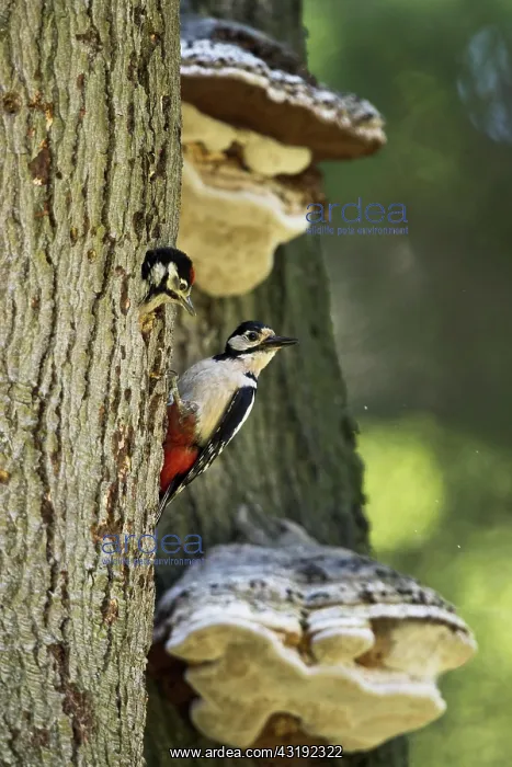 : Great spotted woodpecker (Dendrocopos major) at : Great spotted woodpecker (Dendrocopos major) at