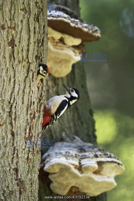  : Great spotted woodpecker (Dendrocopos major) at