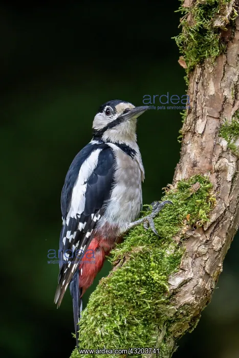  : Great spotted woodpecker (Dendrocopos major), Volcanic