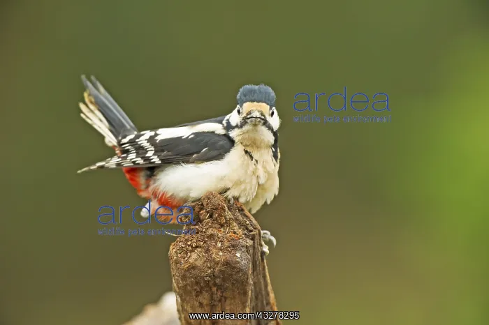 : Great Spotted Woodpecker (Dendrocopos major) re : Great Spotted Woodpecker (Dendrocopos major) re