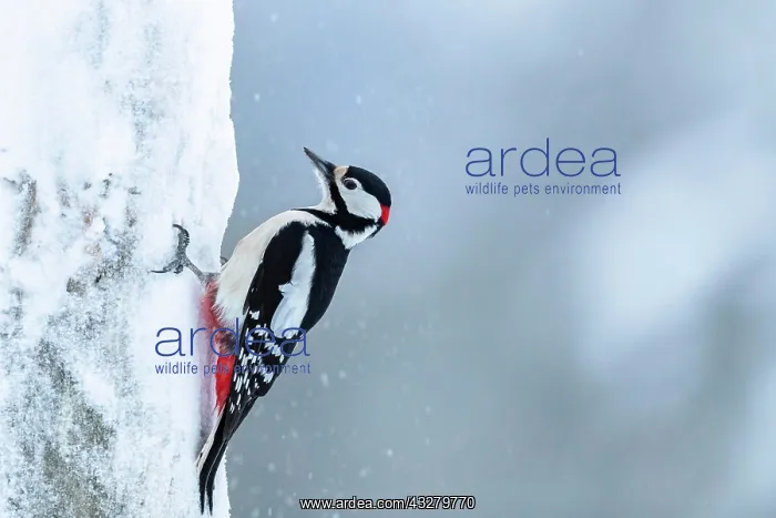 : Great spotted woodpecker (Dendrocopos major) on : Great spotted woodpecker (Dendrocopos major) on