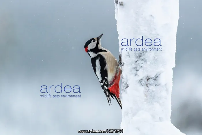: Great spotted woodpecker (Dendrocopos major) on : Great spotted woodpecker (Dendrocopos major) on
