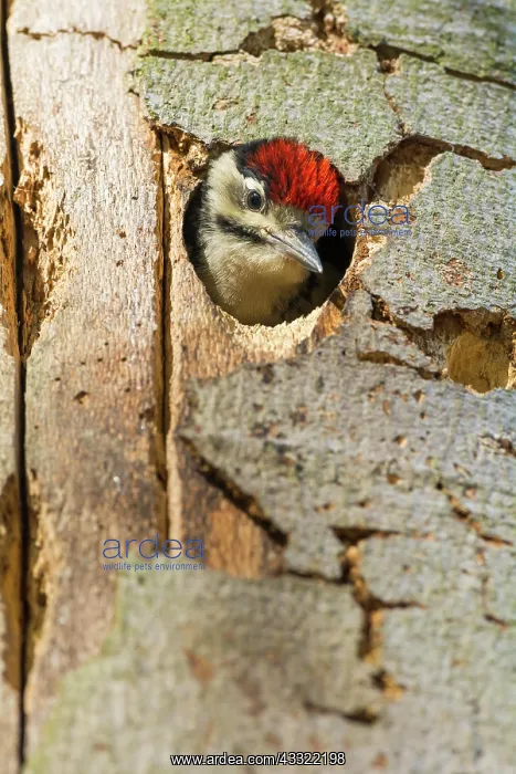 : Great Spotted Woodpecker (Dendrocopos major), young : Great Spotted Woodpecker (Dendrocopos major), young