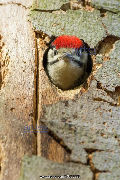: Great Spotted Woodpecker (Dendrocopos major), young : Great Spotted Woodpecker (Dendrocopos major), young