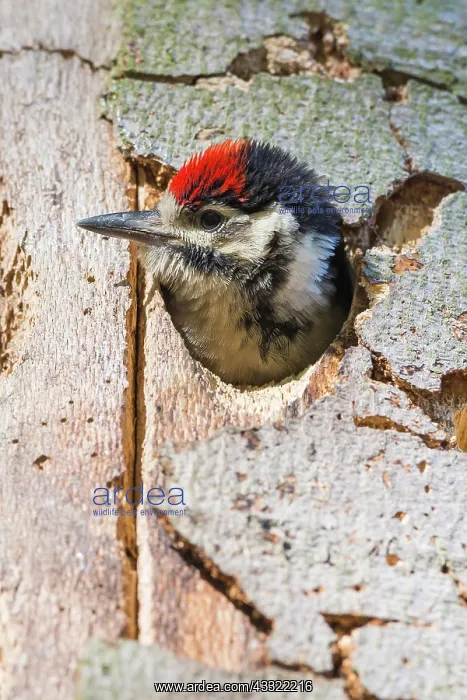 : Great Spotted Woodpecker (Dendrocopos major), young : Great Spotted Woodpecker (Dendrocopos major), young