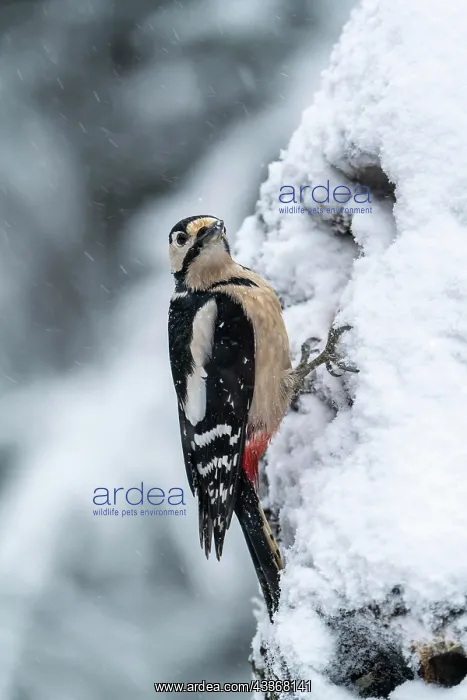 : Great spotted woodpecker (Dendrocopos major), female : Great spotted woodpecker (Dendrocopos major), female