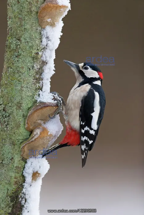 : Great Spotted Woodpecker (Dendrocopos major) adult : Great Spotted Woodpecker (Dendrocopos major) adult