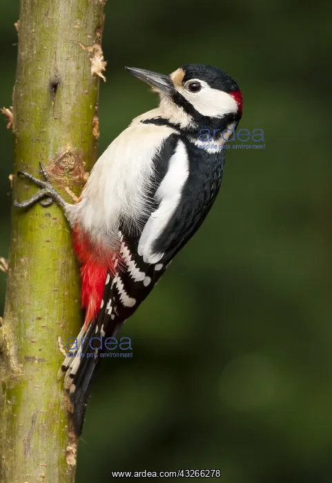 : Great Spotted Woodpecker (Dendrocopos major) ag : Great Spotted Woodpecker (Dendrocopos major) ag