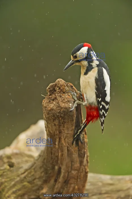 : Great Spotted woodpecker (Dendrocopos major) fe : Great Spotted woodpecker (Dendrocopos major) fe