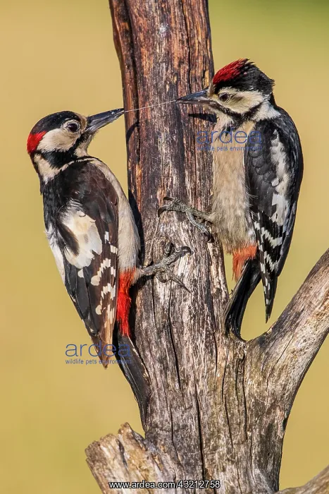 : Great Spotted Woodpecker (Dendrocopos major) feeding : Great Spotted Woodpecker (Dendrocopos major) feeding