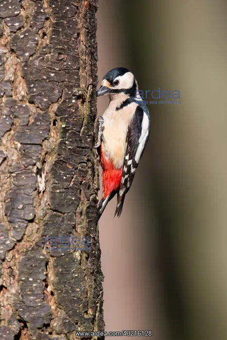 : Great spotted woodpecker (Dendrocopos major) fo : Great spotted woodpecker (Dendrocopos major) fo