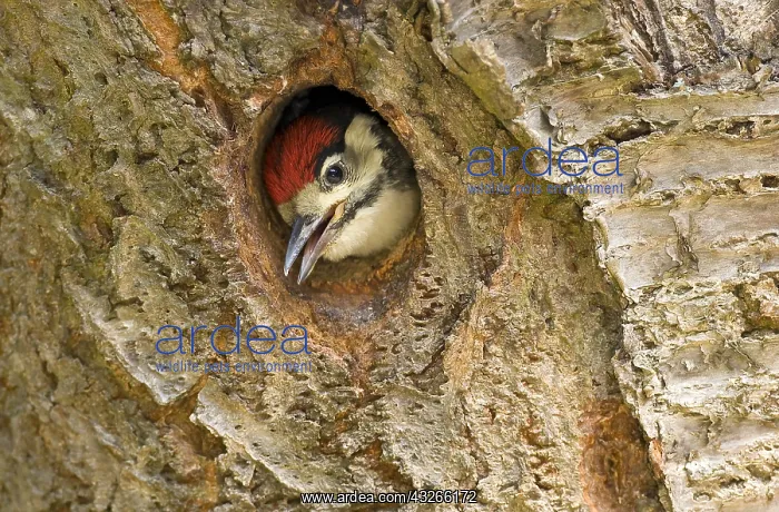 : Great Spotted Woodpecker (Dendrocopos major) ju : Great Spotted Woodpecker (Dendrocopos major) ju