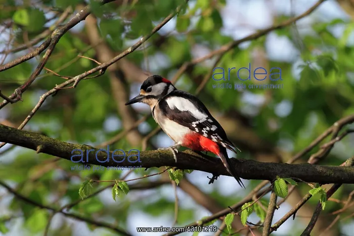  : Great Spotted Woodpecker (Dendrocopos major), male