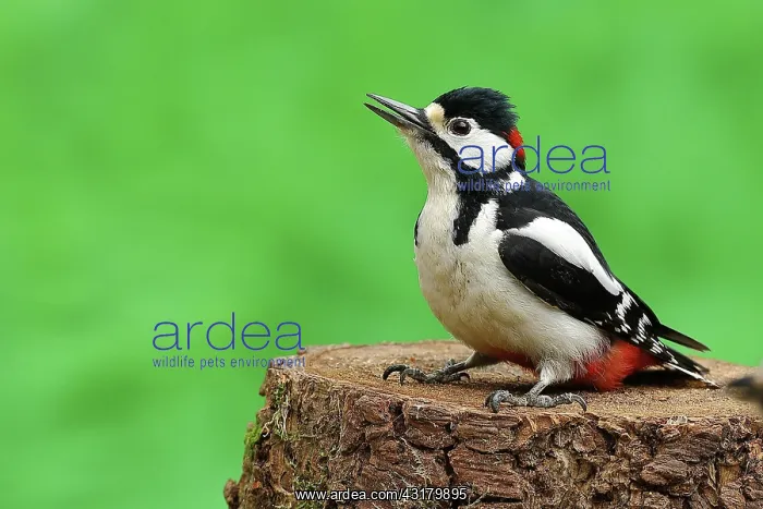 : Great Spotted Woodpecker (Dendrocopos major), male : Great Spotted Woodpecker (Dendrocopos major), male