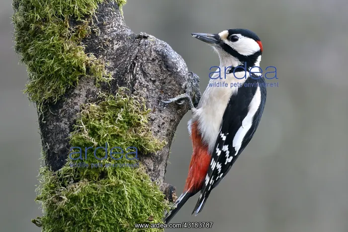 : Great Spotted Woodpecker (Dendrocopos major) male : Great Spotted Woodpecker (Dendrocopos major) male