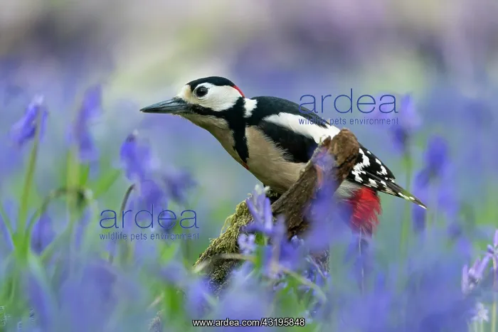 : Great spotted woodpecker (Dendrocopos major) male : Great spotted woodpecker (Dendrocopos major) male