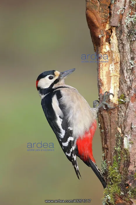 : Great spotted woodpecker (Dendrocopos major), male : Great spotted woodpecker (Dendrocopos major), male