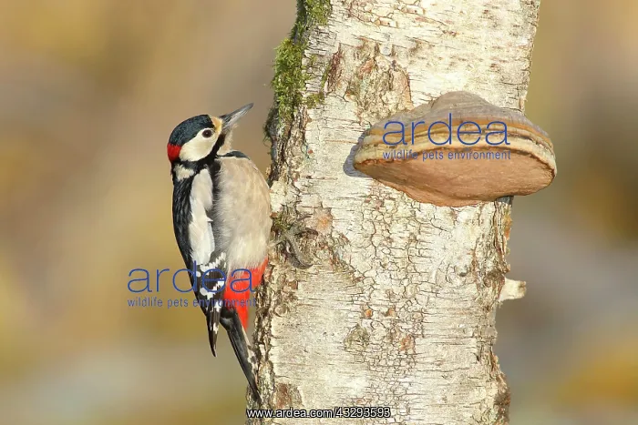 : Great spotted woodpecker (Dendrocopos major) male : Great spotted woodpecker (Dendrocopos major) male