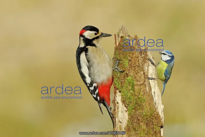 : Great spotted woodpecker (Dendrocopos major), male : Great spotted woodpecker (Dendrocopos major), male