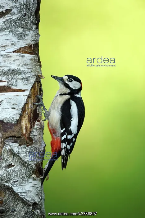 : Great Spotted Woodpecker (Dendrocopos major), male : Great Spotted Woodpecker (Dendrocopos major), male