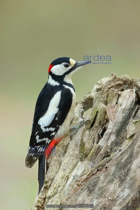 : Great spotted woodpecker (Dendrocopos major), male : Great spotted woodpecker (Dendrocopos major), male
