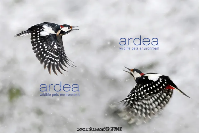 : Great spotted woodpecker (Dendrocopos major) males : Great spotted woodpecker (Dendrocopos major) males
