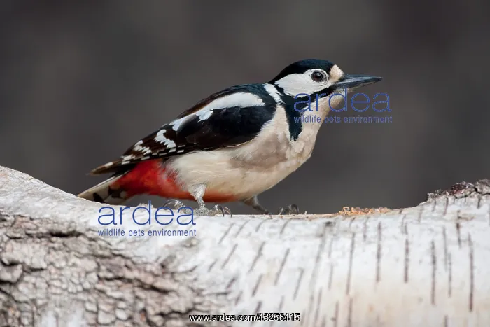 : Great Spotted Woodpecker (Dendrocopos major) pe : Great Spotted Woodpecker (Dendrocopos major) pe