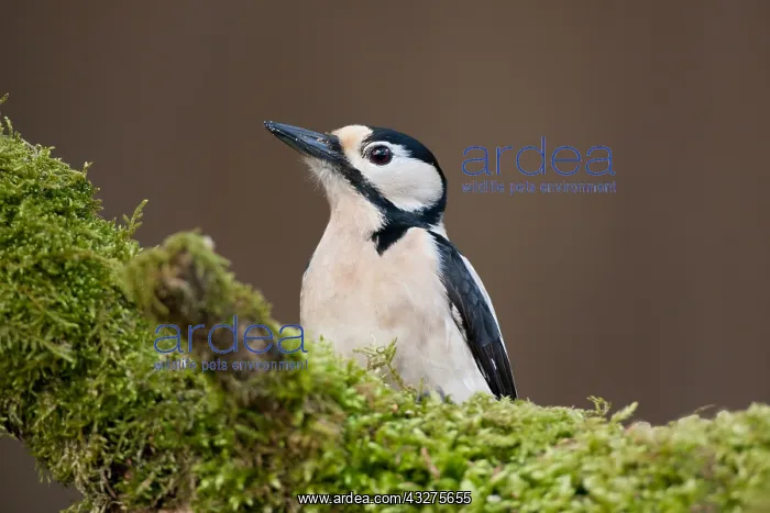 : Great Spotted Woodpecker (Dendrocopos major) pe : Great Spotted Woodpecker (Dendrocopos major) pe