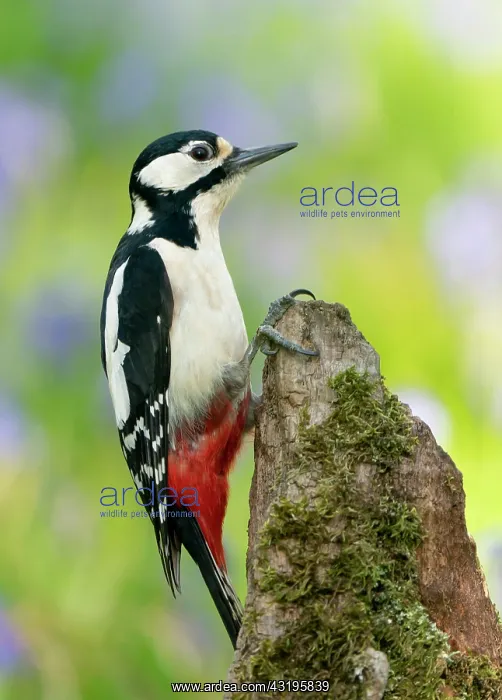 : Great spotted woodpecker (Dendrocopos major) perched : Great spotted woodpecker (Dendrocopos major) perched