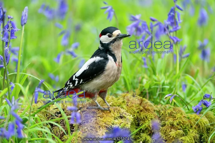 : Great spotted woodpecker (Dendrocopos major) perched : Great spotted woodpecker (Dendrocopos major) perched