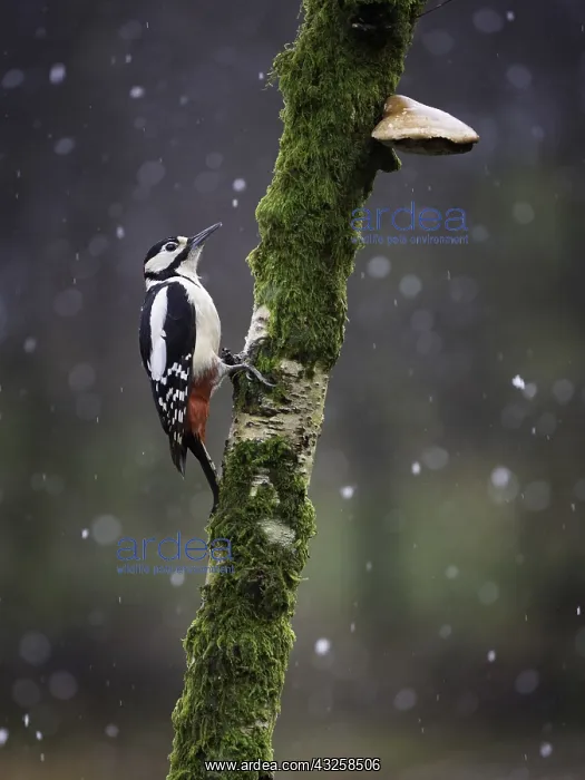 : A Great Spotted Woodpecker (Dendrocopos major) perches : A Great Spotted Woodpecker (Dendrocopos major) perches