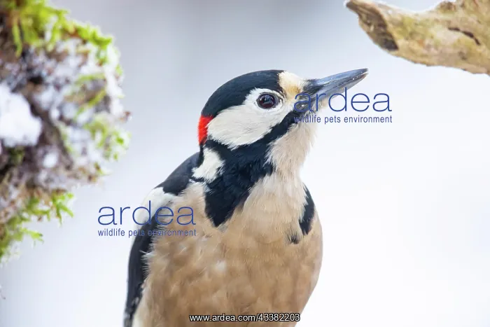 : Great spotted woodpecker (Dendrocopus major) male : Great spotted woodpecker (Dendrocopus major) male