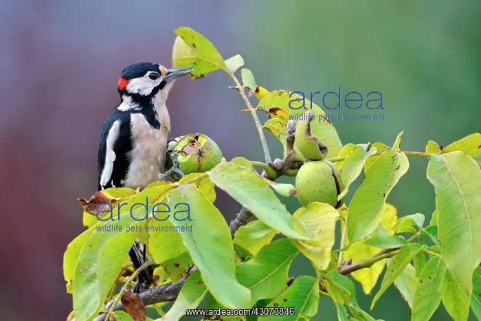 : Great Spotted Woodpecker eating a nut in its bug : Great Spotted Woodpecker eating a nut in its bug