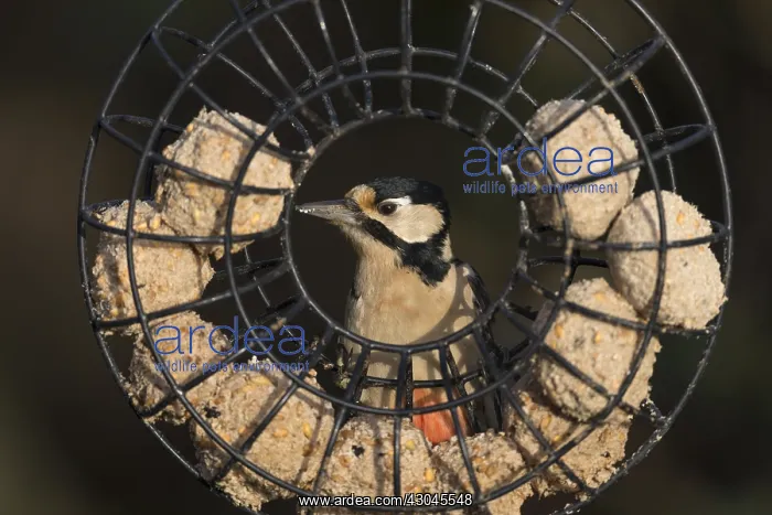 : Great Spotted Woodpecker - on Fatball Feeder - Cornwall - UK : Great Spotted Woodpecker - on Fatball Feeder - Cornwall - UK