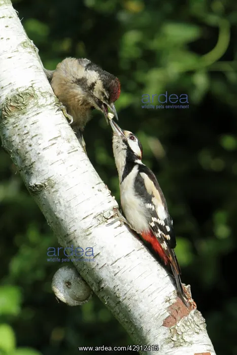 : Great Spotted Woodpecker - feeding juvenile bird : Great Spotted Woodpecker - feeding juvenile bird