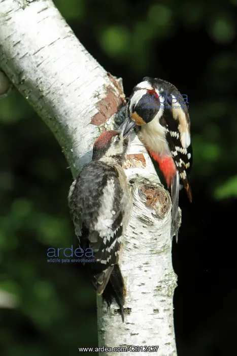 : Great Spotted Woodpecker - feeding juvenile bird : Great Spotted Woodpecker - feeding juvenile bird
