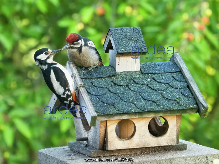 : Great Spotted Woodpecker - feeding juvenile bird : Great Spotted Woodpecker - feeding juvenile bird
