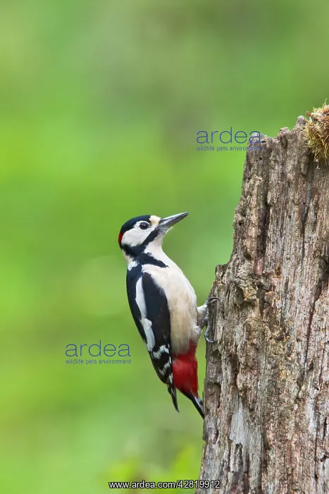 : Great Spotted Woodpecker - feeding on stump : Great Spotted Woodpecker - feeding on stump