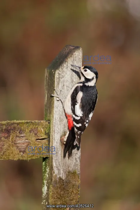 : Great Spotted Woodpecker - female : Great Spotted Woodpecker - female