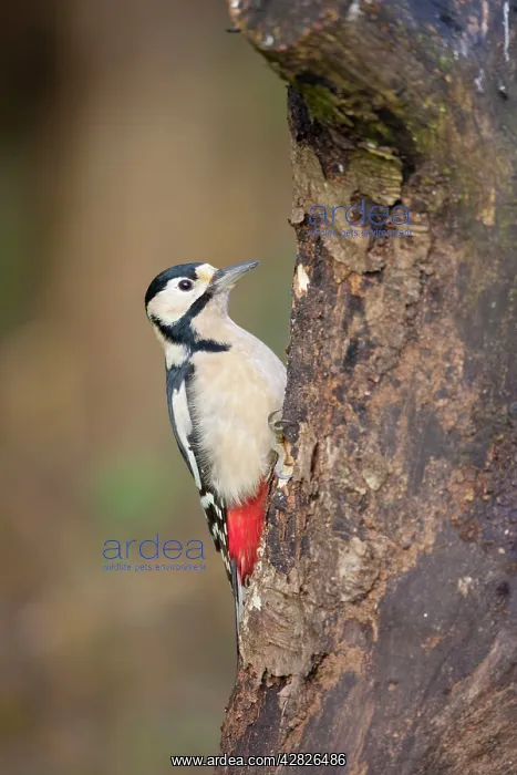 : Great Spotted Woodpecker - female : Great Spotted Woodpecker - female