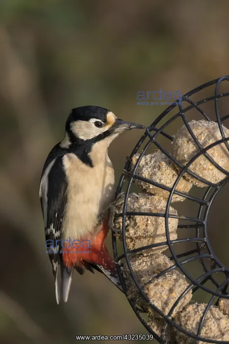  : Great Spotted Woodpecker - Female - on Fatball Feeder