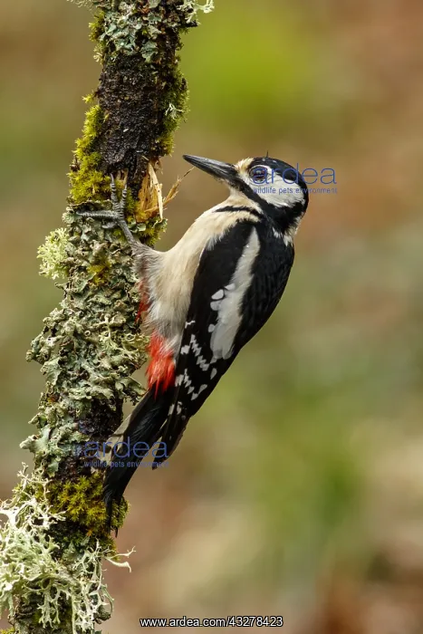 : Great Spotted Woodpecker - female on tree branch : Great Spotted Woodpecker - female on tree branch