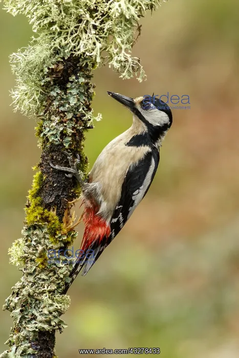 : Great Spotted Woodpecker - female on tree branch : Great Spotted Woodpecker - female on tree branch
