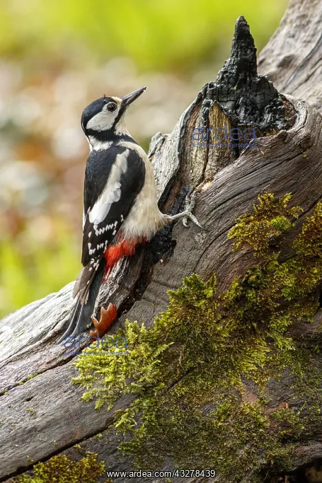 : Great Spotted Woodpecker - female on tree branch : Great Spotted Woodpecker - female on tree branch