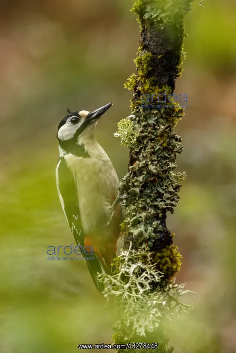 : Great Spotted Woodpecker - female on tree branch : Great Spotted Woodpecker - female on tree branch