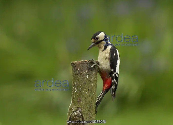 : Great Spotted Woodpecker - female on tree trunk - May : Great Spotted Woodpecker - female on tree trunk - May