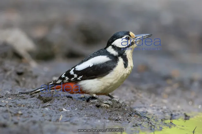: Great Spotted Woodpecker female water : Great Spotted Woodpecker female water