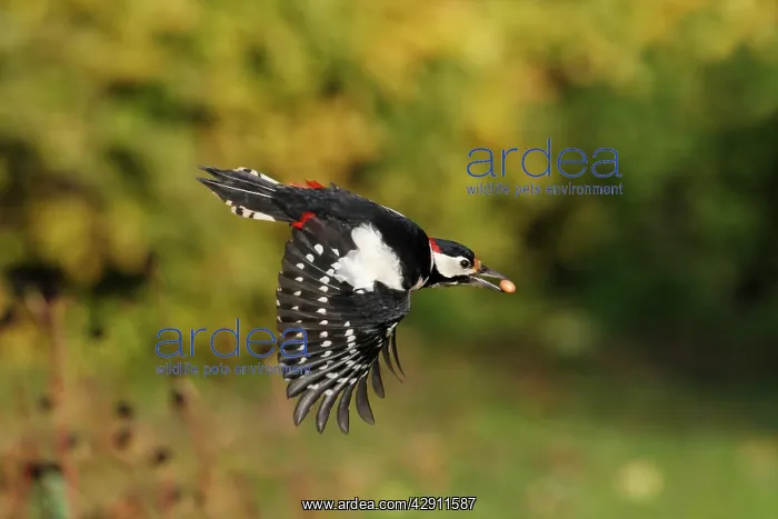 : Great Spotted Woodpecker - in flight with peanut in beak : Great Spotted Woodpecker - in flight with peanut in beak