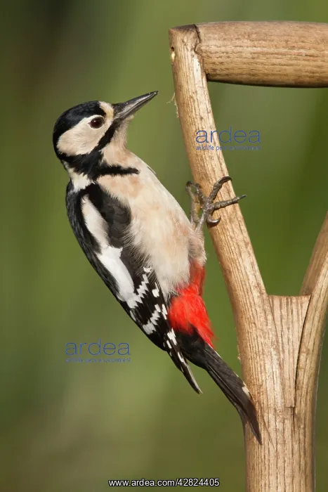 : Great Spotted Woodpecker - on a garden fork : Great Spotted Woodpecker - on a garden fork