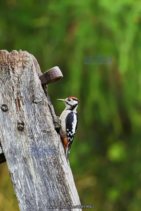 : Great Spotted Woodpecker - on gate post : Great Spotted Woodpecker - on gate post